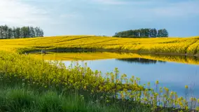 Wspomnienia rzepakowych pól na Mazurach 2023 - zdjęcie 2