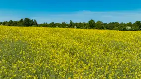 Wspomnienia rzepakowych pól na Mazurach 2023 - zdjęcie 55