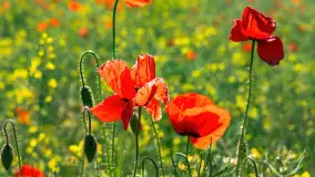 Makowe, mazurskie, czerwone pola, czerwiec 2023 r. - zdjęcie 28