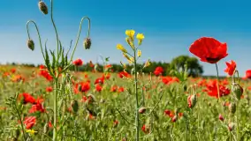 Makowe, mazurskie, czerwone pola, czerwiec 2023 r. - zdjęcie 12