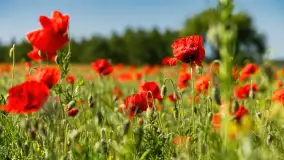 Makowe, mazurskie, czerwone pola, czerwiec 2023 r. - zdjęcie 11