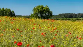Makowe, mazurskie, czerwone pola, czerwiec 2023 r. - zdjęcie 33