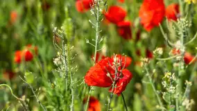 Makowe, mazurskie, czerwone pola, czerwiec 2023 r. - zdjęcie 42