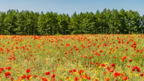 Makowe, mazurskie, czerwone pola, czerwiec 2023 r. - zdjęcie 20