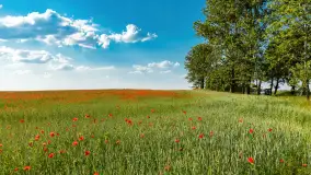 Makowe, mazurskie, czerwone pola, czerwiec 2023 r. - zdjęcie 24