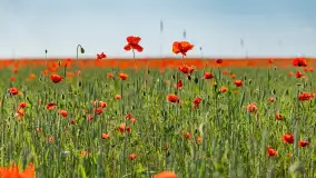Makowe, mazurskie, czerwone pola, czerwiec 2023 r. - zdjęcie 39