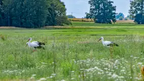 Bociany na wopławskiej łące, lipiec 2023 r. - zdjęcie 1