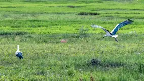 Bociany na wopławskiej łące, lipiec 2023 r. - zdjęcie 18