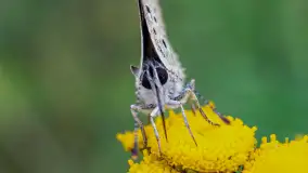 Najmniejsi mieszkańcu Mazur w naszym obiektywie, lipiec 2023 r. - zdjęcie 39