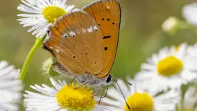 Najmniejsi mieszkańcu Mazur w naszym obiektywie, lipiec 2023 r. - zdjęcie 10