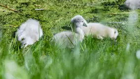 Łabędzie są nieodzownym elementem Mazur - zdjęcie 16