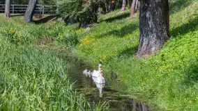 Łabędzie są nieodzownym elementem Mazur - zdjęcie 5