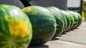 Fotorelacja z Arbuzobrania i Mistrzostw Polski w Flyboardingu cz. II - zdjęcie 22