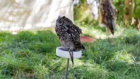 Festiwal Kultury Średniowiecza Masuria 2023 - fotorelacja - zdjęcie 13