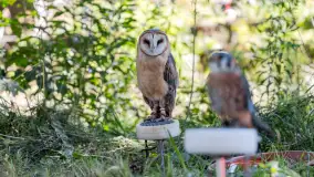 Festiwal Kultury Średniowiecza Masuria 2023 - fotorelacja - zdjęcie 34