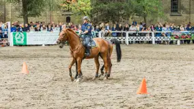 Fotorelacja z czempionatu w Stadzie Ogierów w Kętrzynie, lipiec 2023 - zdjęcie 4