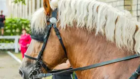 Fotorelacja z czempionatu w Stadzie Ogierów w Kętrzynie, lipiec 2023 - zdjęcie 33