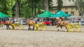 Fotorelacja z czempionatu w Stadzie Ogierów w Kętrzynie, lipiec 2023 - zdjęcie 11
