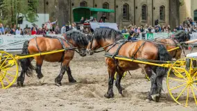 Fotorelacja z czempionatu w Stadzie Ogierów w Kętrzynie, lipiec 2023 - zdjęcie 1