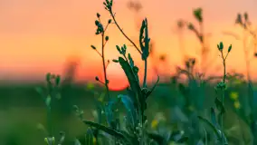 Zachód słońca w okolicach Wopławek i Kętrzyna - zdjęcie 10