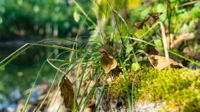 Piękno Sapiny w okolicach Pozezdrza, wrzesień 2023 r. - zdjęcie 36