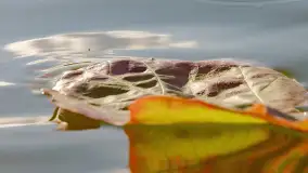 Jesień nad jeziorem Iławki, końcówka października 2023 r. - zdjęcie 19