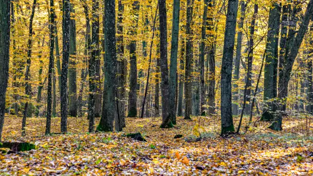 Złota mazurska jesień w Mrągowie nad jeziorem Juno - zdjęcie 11