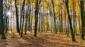 Złota mazurska jesień w Mrągowie nad jeziorem Juno - zdjęcie 24