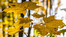 Złota mazurska jesień w Mrągowie nad jeziorem Juno - zdjęcie 18