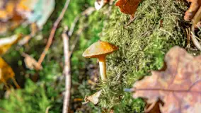 Złota mazurska jesień w Mrągowie nad jeziorem Juno - zdjęcie 39