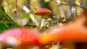 Złota mazurska jesień w Mrągowie nad jeziorem Juno - zdjęcie 41