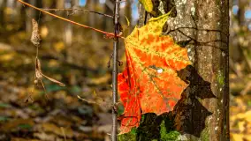 Złota mazurska jesień w Mrągowie nad jeziorem Juno - zdjęcie 45