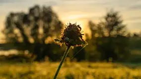 Przyrodniczy wschód słońca nad jeziorem Mażańskie - zdjęcie 26