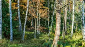 Magia mazurskiej jesieni nad jeziorem Wesołek, listopad 2023 r. - zdjęcie 37