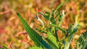 Wrześniowy zachód słońca nad jeziorem Dargin - zdjęcie 24