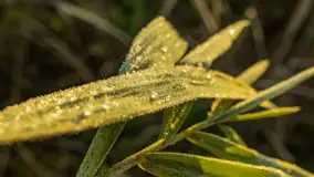 Wschód słońca nad jeziorem Dobskim, listopad 2023 r. - zdjęcie 52