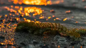 Cieniutki... zachód słońca nad jeziorem Dargin, listopad 2023 - zdjęcie 3