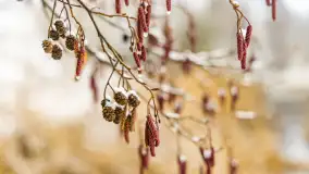 Zwalony most w Kruklankach w zimowej scenerii... bez słońca, listopad 2023 r. - zdjęcie 18