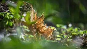 Wiosna w lesie przy Nowym Harszu, maj 2023 r. - zdjęcie 3