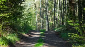 Wiosna w lesie przy Nowym Harszu, maj 2023 r. - zdjęcie 17