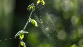 Wiosna w lesie przy Nowym Harszu, maj 2023 r. - zdjęcie 16