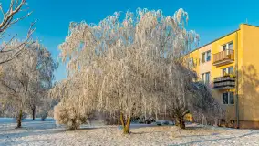 Zimowy poranek w okolicach Wopławek k/Kętrzyna - zdjęcie 31