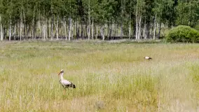 Zwierzęta i ptaki na zdjęciach z szuflady, 2023 rok - zdjęcie 31