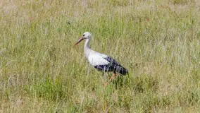 Zwierzęta i ptaki na zdjęciach z szuflady, 2023 rok - zdjęcie 18