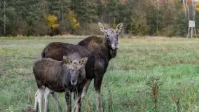 Zwierzęta i ptaki na zdjęciach z szuflady, 2023 rok - zdjęcie 5