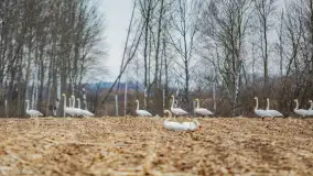 Zwierzęta i ptaki na zdjęciach z szuflady, 2023 rok - zdjęcie 33