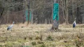 Zwierzęta i ptaki na zdjęciach z szuflady, 2023 rok - zdjęcie 16