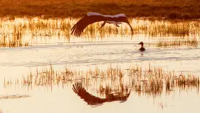 Zwierzęta i ptaki na zdjęciach z szuflady, 2023 rok - zdjęcie 9