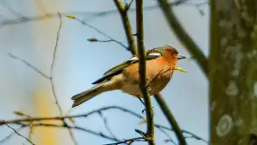 Zwierzęta i ptaki na zdjęciach z szuflady, 2023 rok - zdjęcie 15