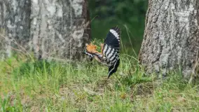 Zwierzęta i ptaki na zdjęciach z szuflady, 2023 rok - zdjęcie 7